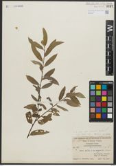Foto von Salix alba var. sericea Gand.